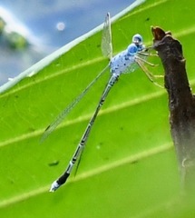 Lestes praemorsus decipiens