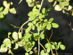 Rosa micrantha
