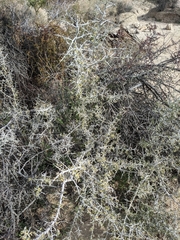 Sarcomphalus obtusifolius