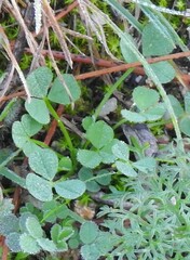 Trifolium cherleri