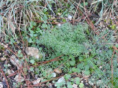 Trifolium cherleri