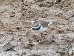 Charadrius tricollaris