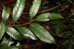 Cryptocarya macdonaldii