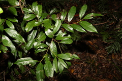 Cryptocarya macdonaldii