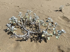 Arctotheca populifolia