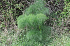 Ferula