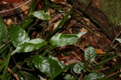 Gynochthodes jasminoides