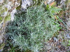Helichrysum stoechas