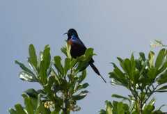 Cinnyris erythrocercus