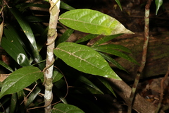 Aristolochia praevenosa
