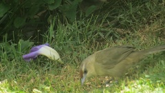 Phacellodomus rufifrons