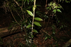 Aristolochia praevenosa