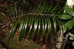 Macrozamia lucida
