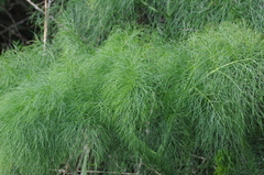 Ferula