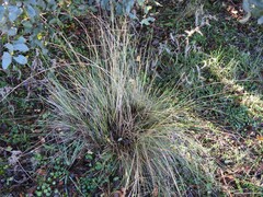 Celtica gigantea