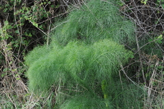 Ferula