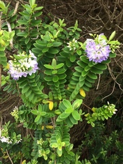 Veronica elliptica