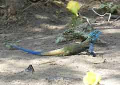 Acanthocercus ugandaensis