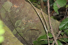 Sphenomorphus sanctus