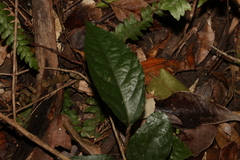 Aristolochia praevenosa