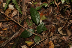 Aristolochia praevenosa