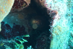 Gymnothorax miliaris
