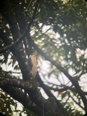 Accipiter bicolor