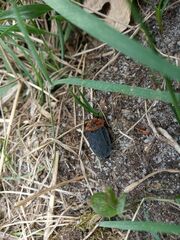 Oiceoptoma thoracicum