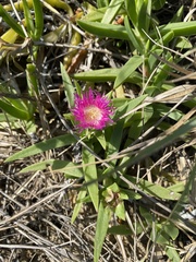Carpobrotus dimidiatus