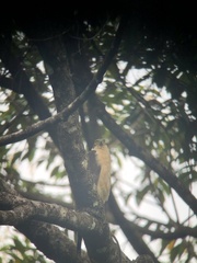 Accipiter bicolor