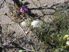 Chaenactis fremontii