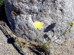 Malacothrix glabrata