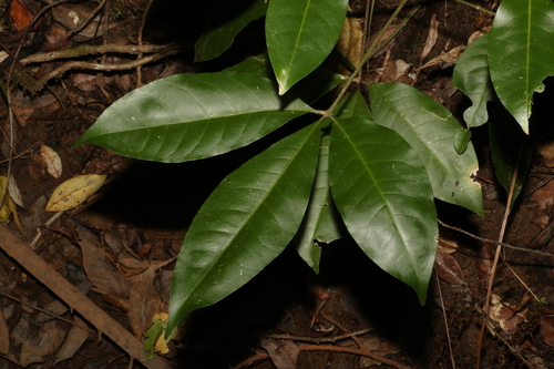 Image of white euodia by (c) Greg Tasney, some rights reserved (CC BY-SA)
