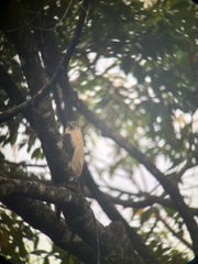 Accipiter bicolor