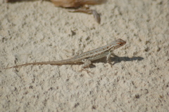 Sceloporus cozumelae