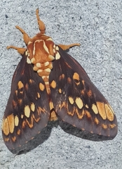 Citheronia equatorialis