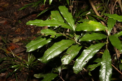 Beilschmiedia obtusifolia