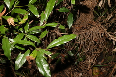 Beilschmiedia obtusifolia