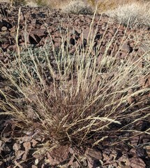 Aristida adscensionis
