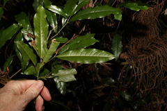 Beilschmiedia obtusifolia