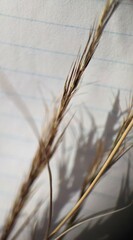 Aristida adscensionis