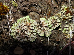 Riccia beyrichiana