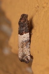 Gypsonoma aceriana