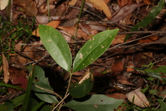 Cyclophyllum longipetalum