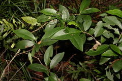 Cyclophyllum longipetalum