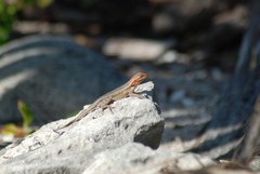 Sceloporus cozumelae