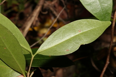 Cyclophyllum longipetalum