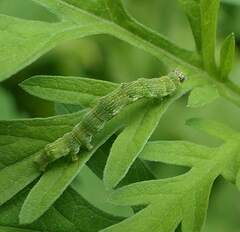 Ponometia candefacta