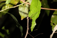 Candovia karasi