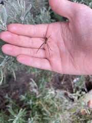 Leucauge dromedaria